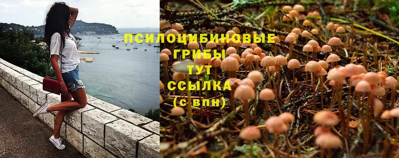 где продают наркотики  Каргополь  Галлюциногенные грибы Cubensis 